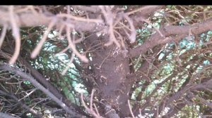 Ель КОНИКА. Нужно ли и как чистить? Возможно ли чистка ?