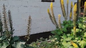 А Вы обрезаете отцветшие Бузульники?