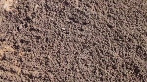 ГАЗОН своими руками. МЯТЛИК -100%. Наш опыт будет вам пол?