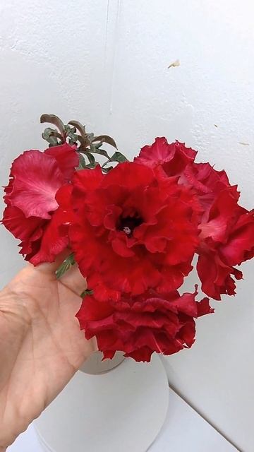 Адениум Красный бриллиант❤️