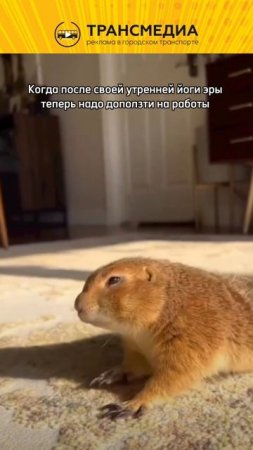 кто ходит на йогу?