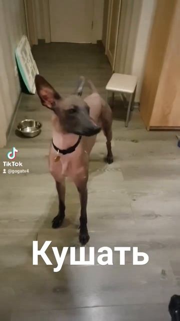 Солана очень хочет кушать