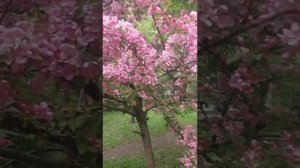ЯБЛОНИ В ЦВЕТУ