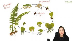 ЖИЗНЕННЫЙ ЦИКЛ ПАПОРОТНИКА | ОГЭ |  БИОЛОГИЯ