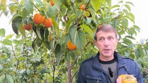 Почему плоды хурмы могут отличаться?