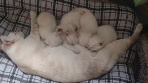 Котятам месяц, такие лапусечки