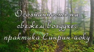 Лесная терапия - Простое руководство по Синрин-йоку для новичков