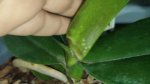 Клещ на орхидеях. Рассказываю свою историю борьбы.