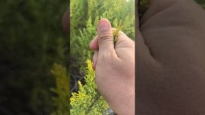 Лимонов кипарис 💫