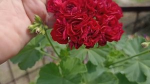 ВНИМАНИЕ!!! ПРОДАЖА КУСТОВ ПЕЛАРГОНИИ МОНСЕРУД РОЗЕН //