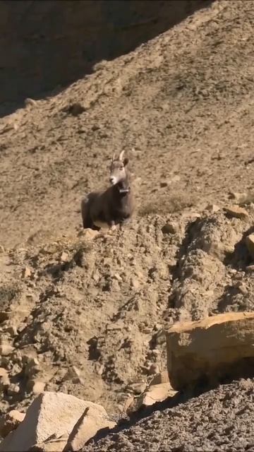 Баран есть Баран:) смотреть онлайн