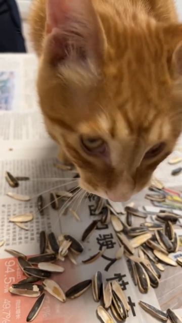 Опоссум-Витас, Вельш-корги vs кот, кот ест семечки, обез? смотреть онлайн