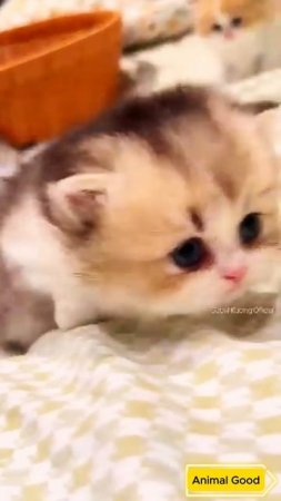 #собаки #кошки #приколы🐈😻💕#cat #catlovers #cutekitty #kitten #kitty #short #short #sobatkucing