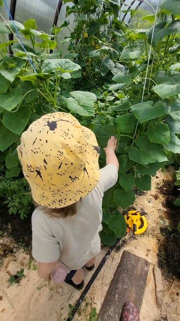 Огуречековая любовь 😍 #деревня #farming #лето #теплица #де смотреть онлайн