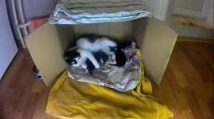 Еще один шаг к взрослению. Котята открыли глаза.