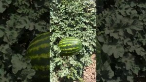 Арбуз Мадрид F1, Казахстан, г. Шу, урожай 2024