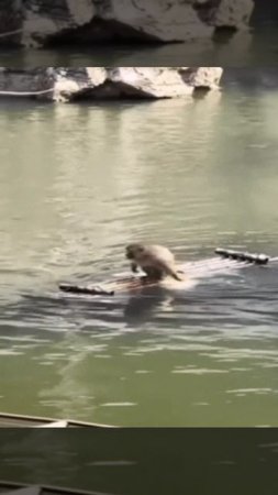 На маленьком плоту