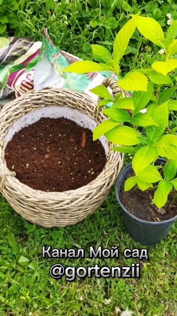 крупнолистная гортензия смотреть онлайн