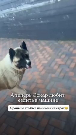 А теперь Оскар любит ездить в машине.

А раньше это был панический страх😤