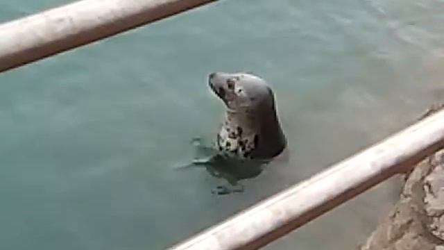 ИСПАНИЯ Сантандэр.остров магдалена смотреть онлайн