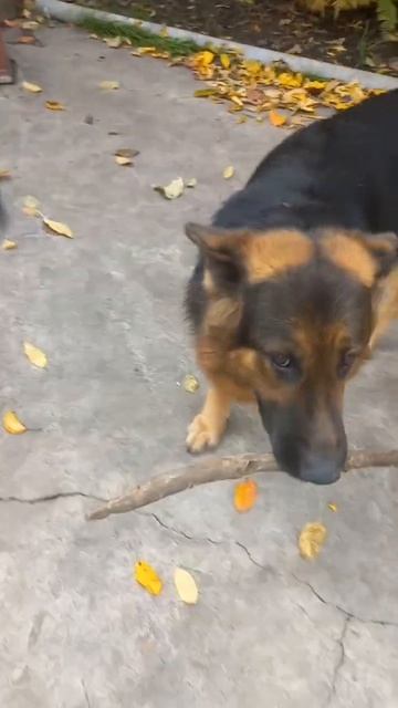 Вівчарка Еля 2 частина смотреть онлайн