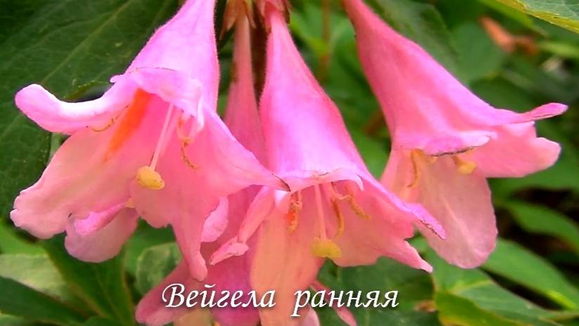 Растения экзоты, которые вас не оставят равнодушными