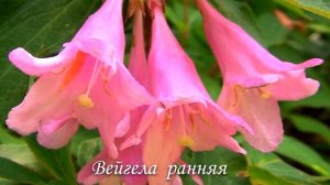 Растения экзоты, которые вас не оставят равнодушными