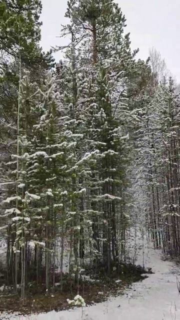 Зимний лесной массив ❄ смотреть онлайн