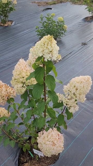 Беспроигрышный вариант -гортензия Сильвер доллар смотреть онлайн