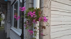 Мои работы на дачном участке в конце сентября. Обзор огорода и теплицы.