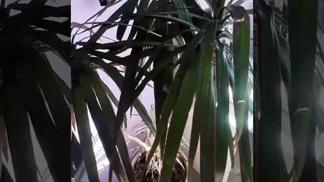 Бузин Тимофей "Мой сад" - читает Софья Бузина смотреть онлайн