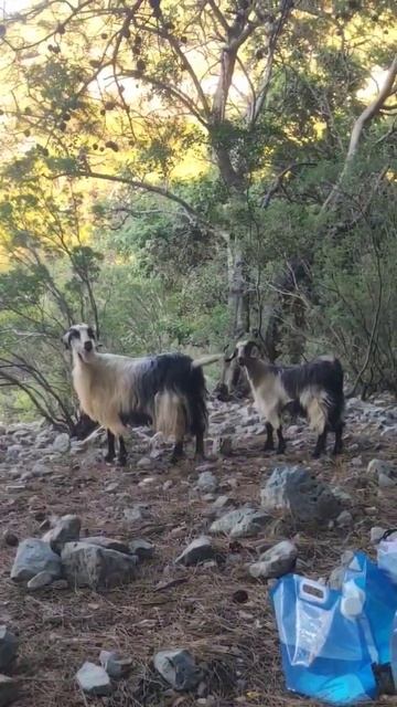 Турецкие козы тоже любят пляжный отдых. Турция. Эгейск смотреть онлайн