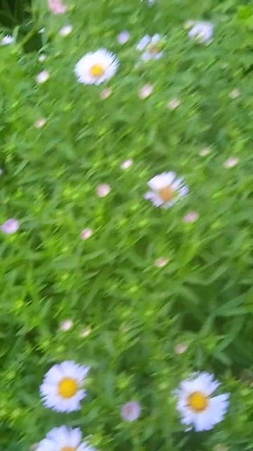 Астра сиреневая садовая мелкоцветковая! Многолетнее ? смотреть онлайн