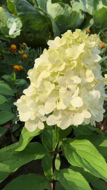 Гортензия🌸весна🌿лето🌤️осень🍁 зима❄️ #hydrangea #гор смотреть онлайн