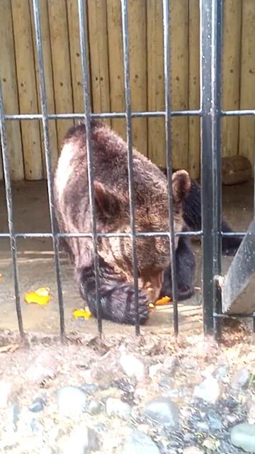 Мишка ест апельсин смотреть онлайн