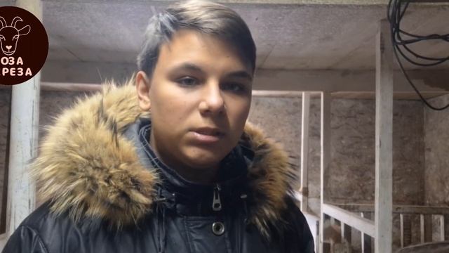 Гигиена вымени козы. Сколько раз в сутки нужно доить к?