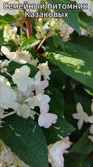 Пинки Винки #гортензияметельчатая смотреть онлайн