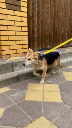 Милый игривый щенок Филя ищет дом❤️