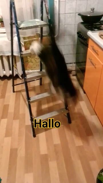 Типа один дома,скучно🤗#юмор#смех#домашниепитомцы#кош смотреть онлайн