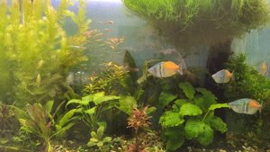 Эффект от фитолампы в аквариуме 👍🔥