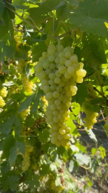 Виноград Кишмиш- Самарканд.                    Тел: 998999417277    fru