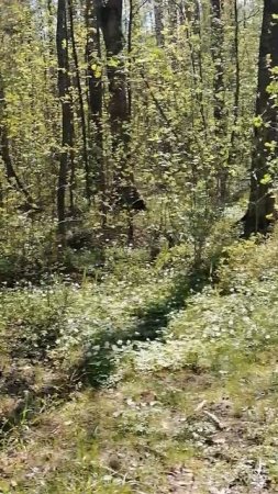 Парк Сосновая поляна