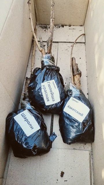 #садовод #агро #гранат #садоводство #село смотреть онлайн