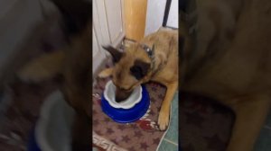 Ужин у Рыжика