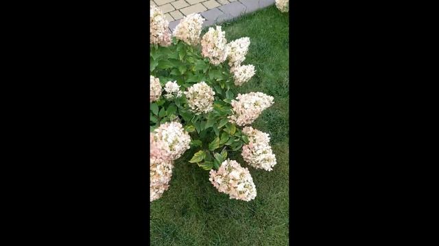 Мітільчата гортензія Vanille Fraise (Ваніла Фреіз) смотреть онлайн