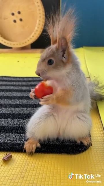 белка ест помидор смотреть онлайн