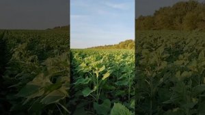 Сортовой подсолнечник Василек устойчивый к евролайти