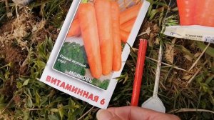 Сажаем морковь по новой технологии.