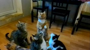 Мы заскучали совсем. Все игрушки потерялись(((Котятам нечем играть и пришла на помощь веточка пальм