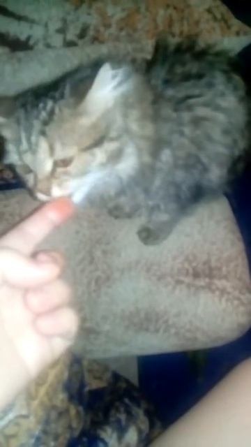 Кошка ест карамель смотреть онлайн